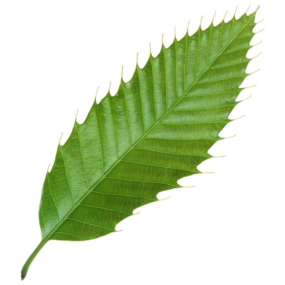 Green leaf isolated on transparent background for design element. png