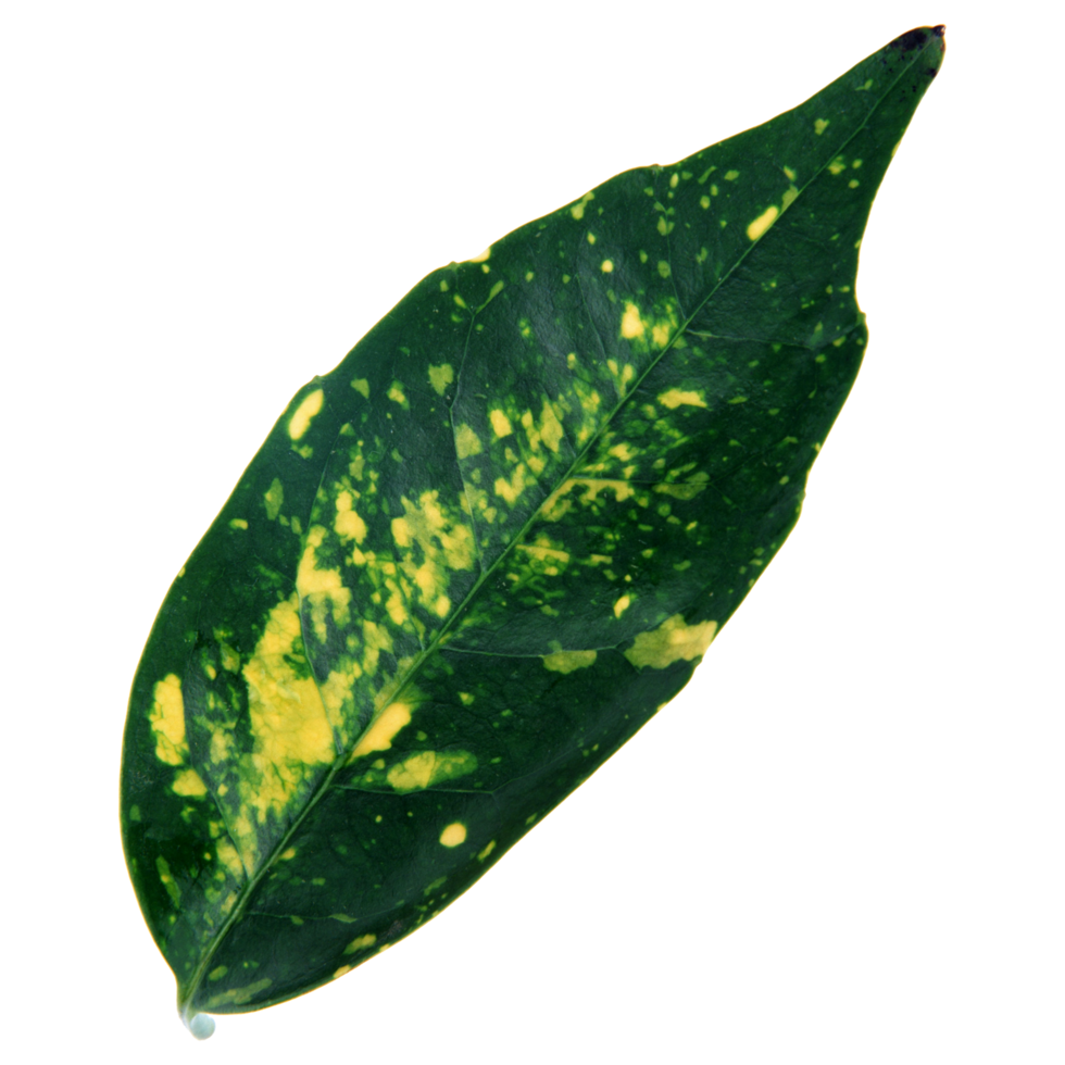 Green leaf isolated on transparent background for design element. png