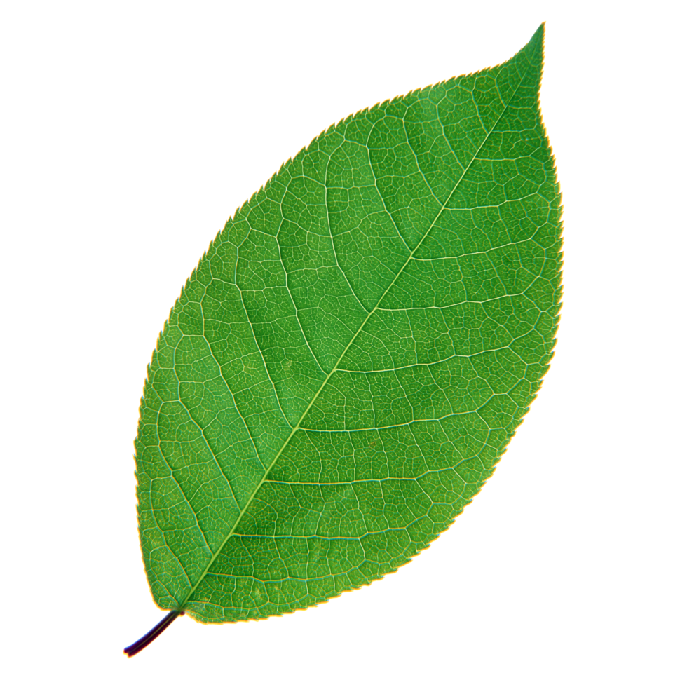 Green leaf isolated on transparent background for design element. png