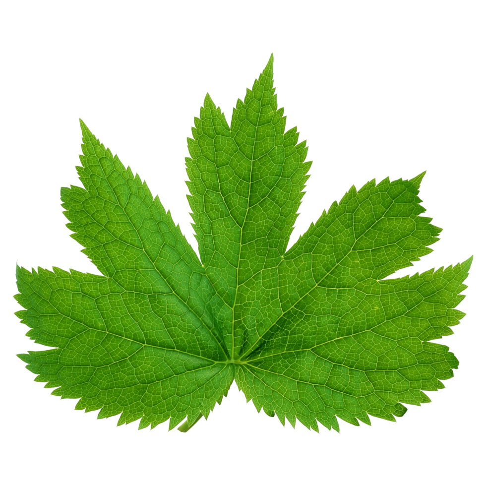 Green leaf isolated on transparent background for design element. png