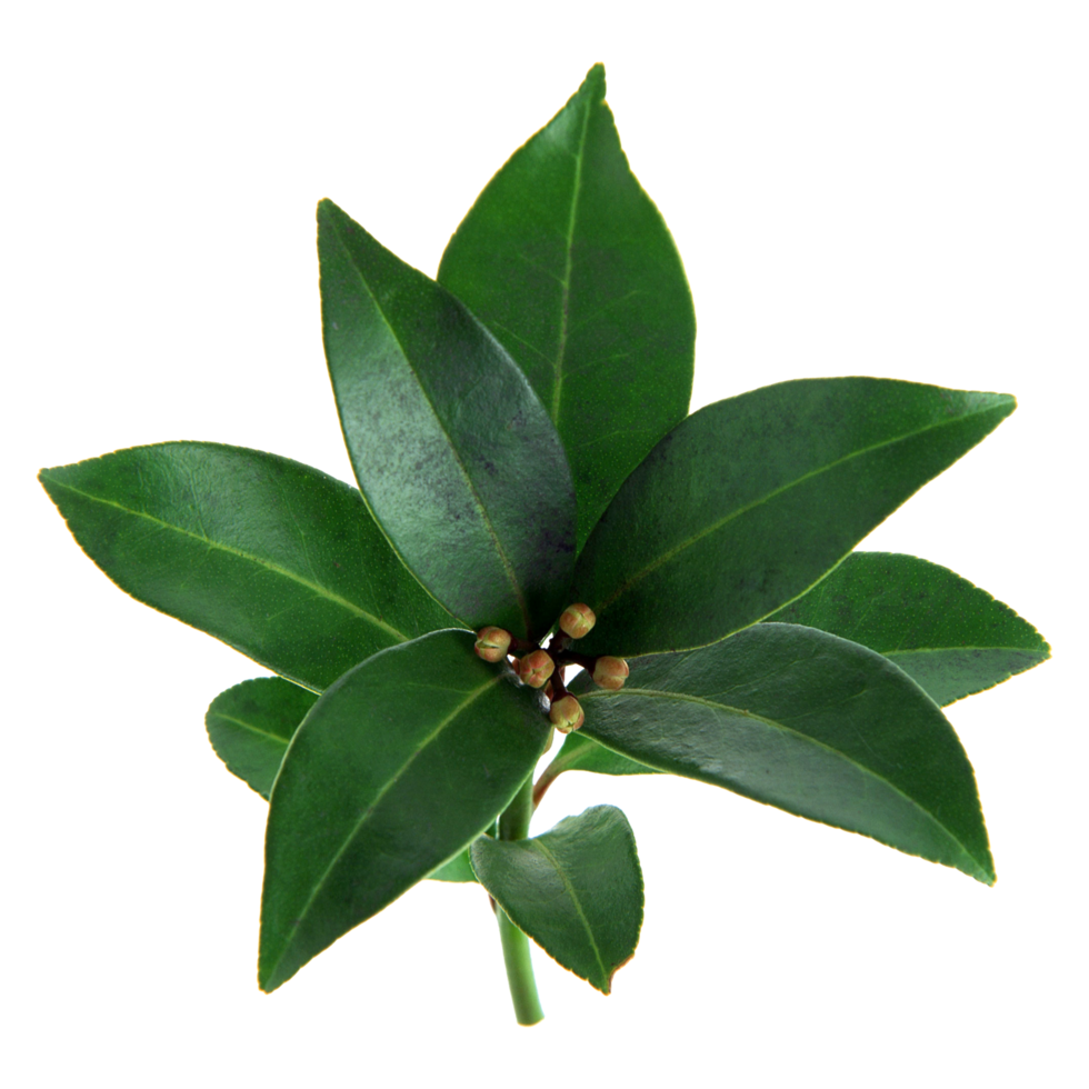 Green leaf isolated on transparent background for design element. png
