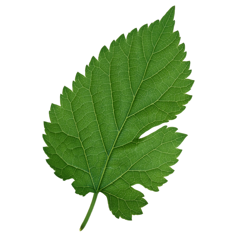 feuille verte isolée sur fond transparent pour l'élément de conception. png