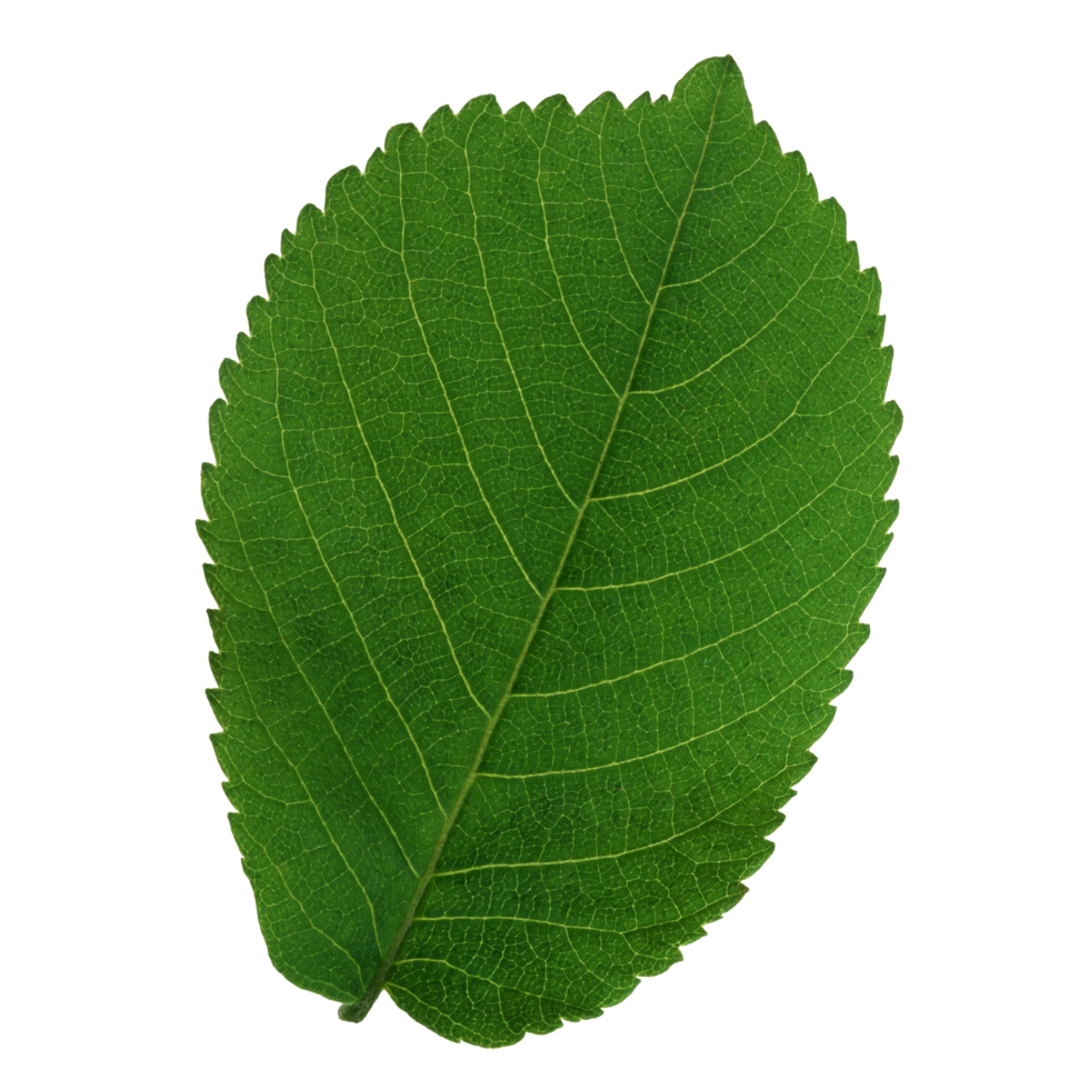 Green leaf isolated on transparent background for design element. png