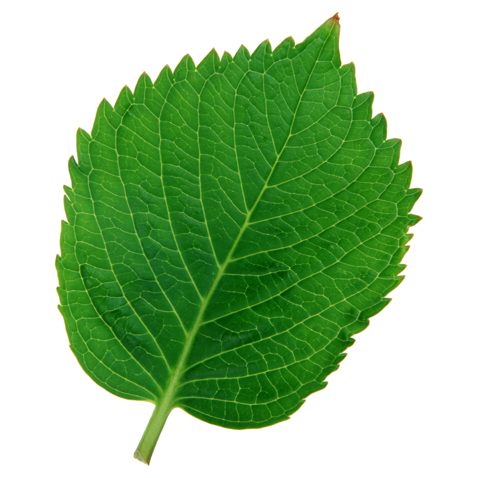 feuille verte isolée sur fond transparent pour l'élément de conception. png