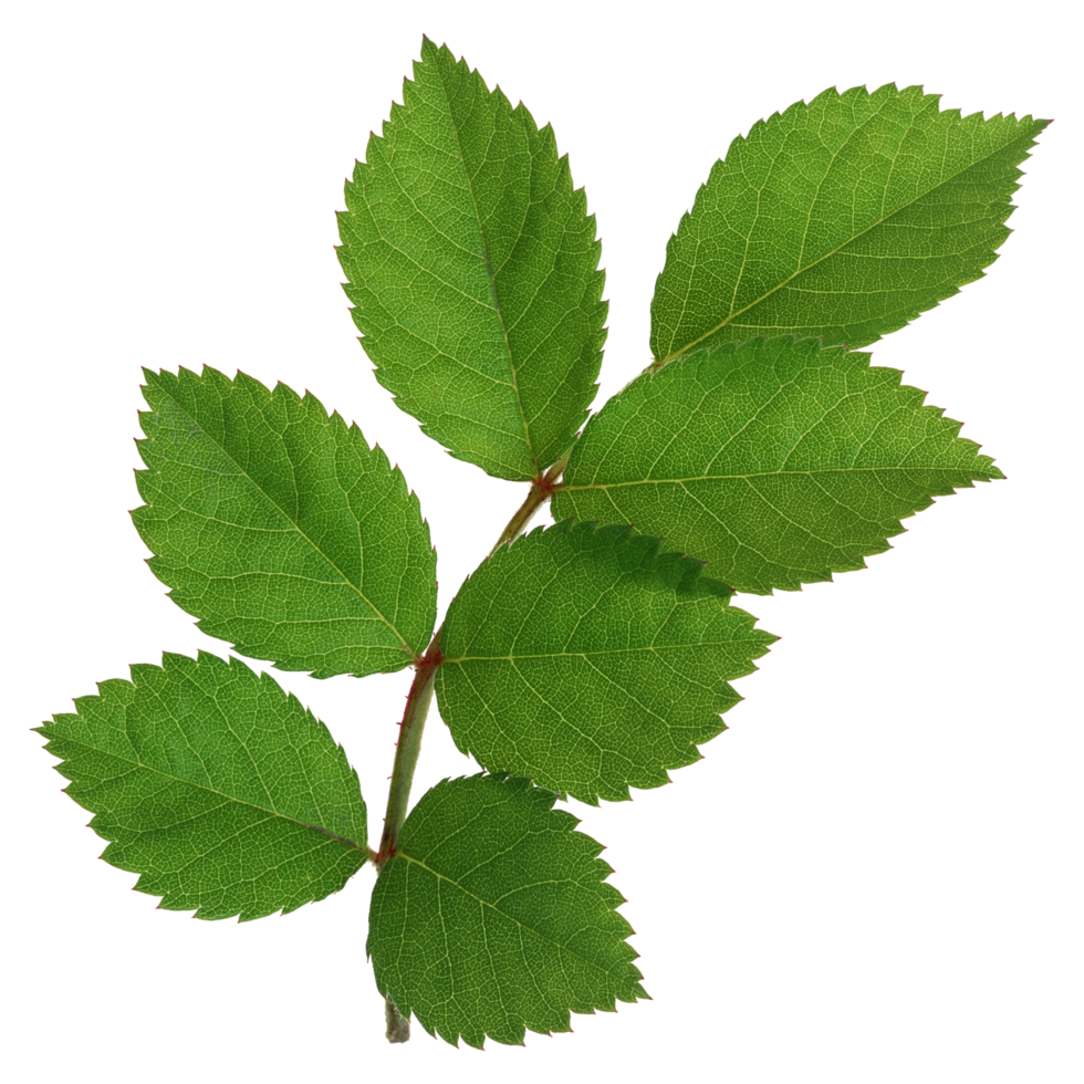 Green leaf isolated on transparent background for design element. png