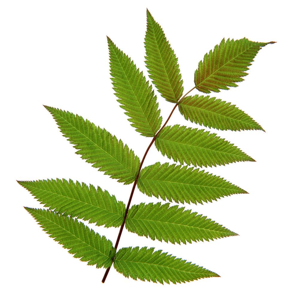 Green leaf isolated on transparent background for design element. png