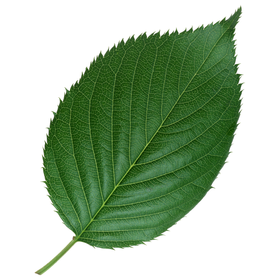 Green leaf isolated on transparent background for design element. png