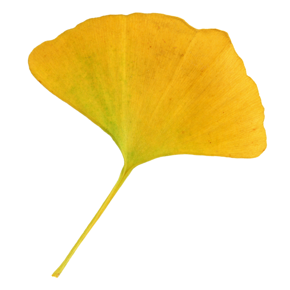 Natural leaf, Isolated on transparent background for design elements. png