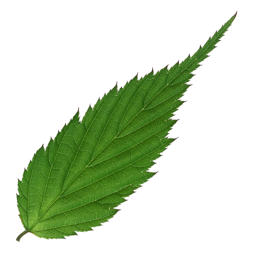 Green leaf isolated on transparent background for design element. png