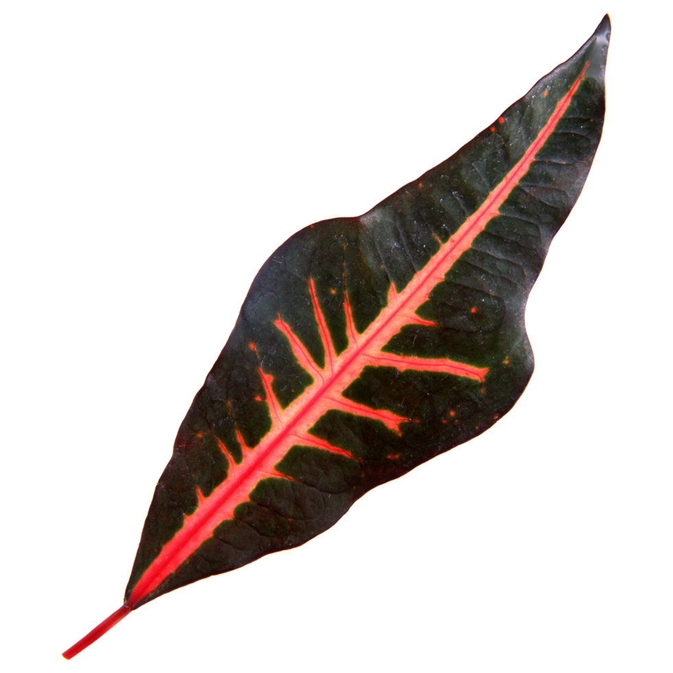 Natural leaf, Isolated on transparent background for design elements. png
