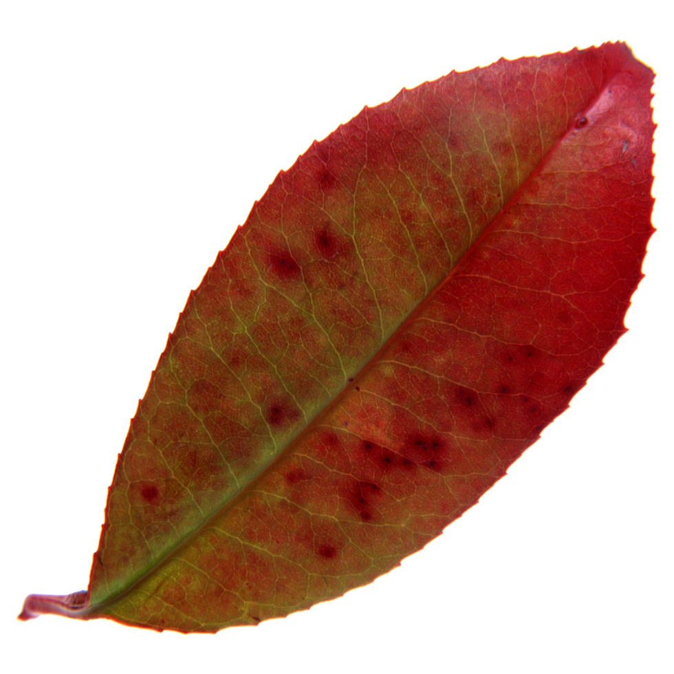 Natural leaf, Isolated on transparent background for design elements. png