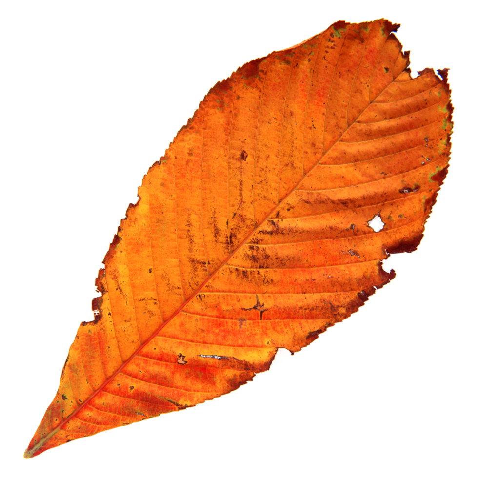 Natural leaf, Isolated on transparent background for design elements. png