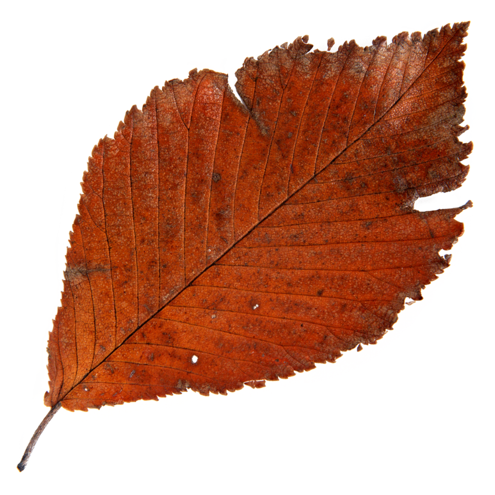 Natural leaf, Isolated on transparent background for design elements. png