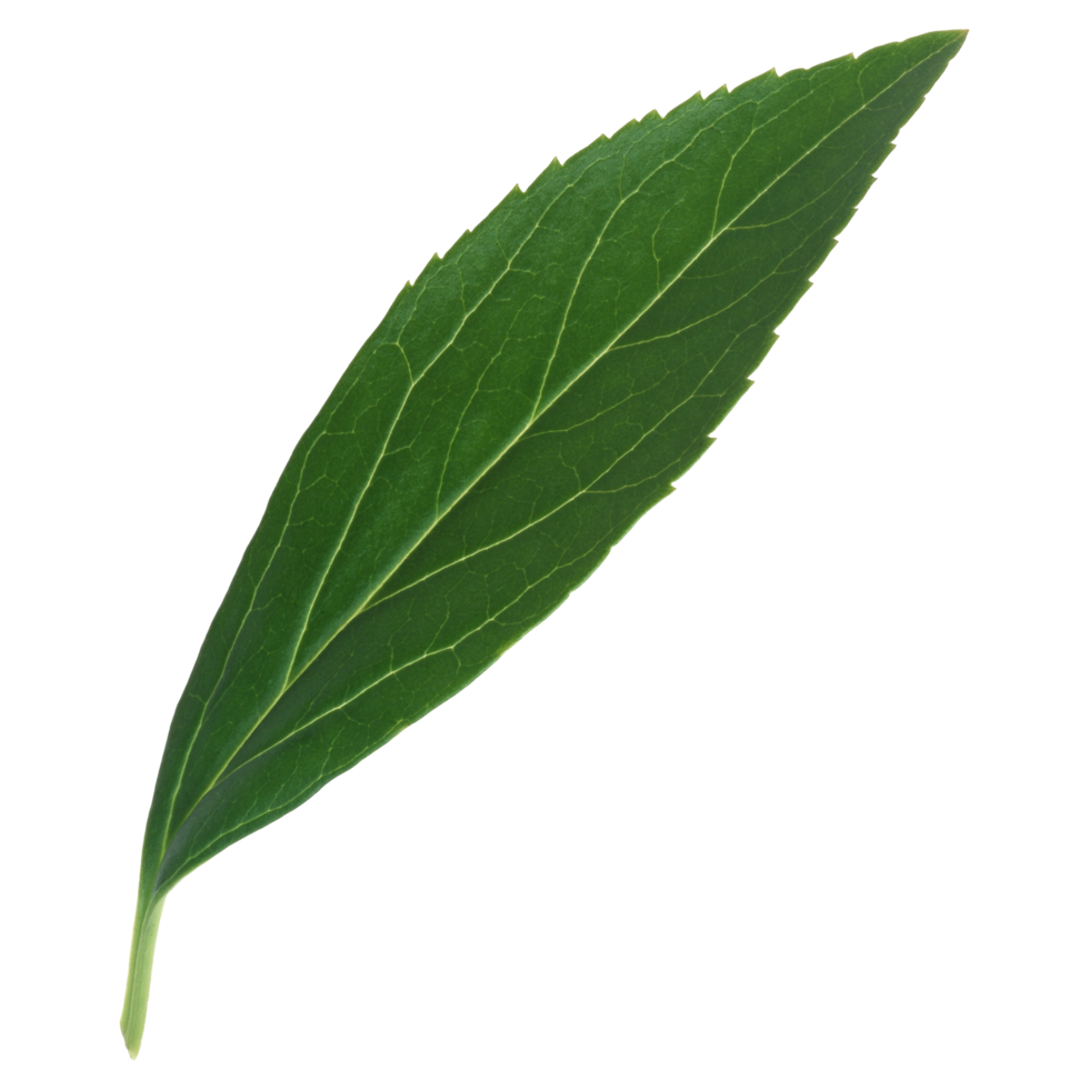 Green leaf isolated on transparent background for design element. png