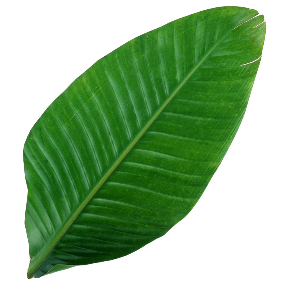 Green leaf isolated on transparent background for design element. png