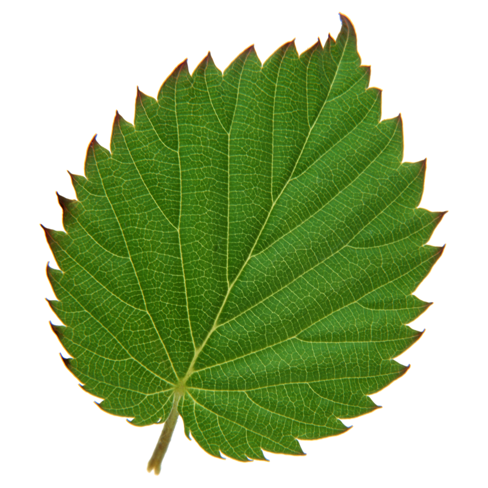 Green leaf isolated on transparent background for design element. png