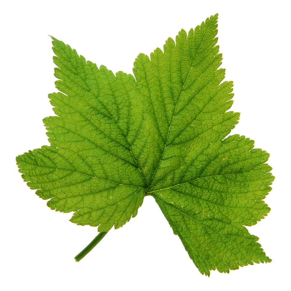 Green leaf isolated on transparent background for design element. png