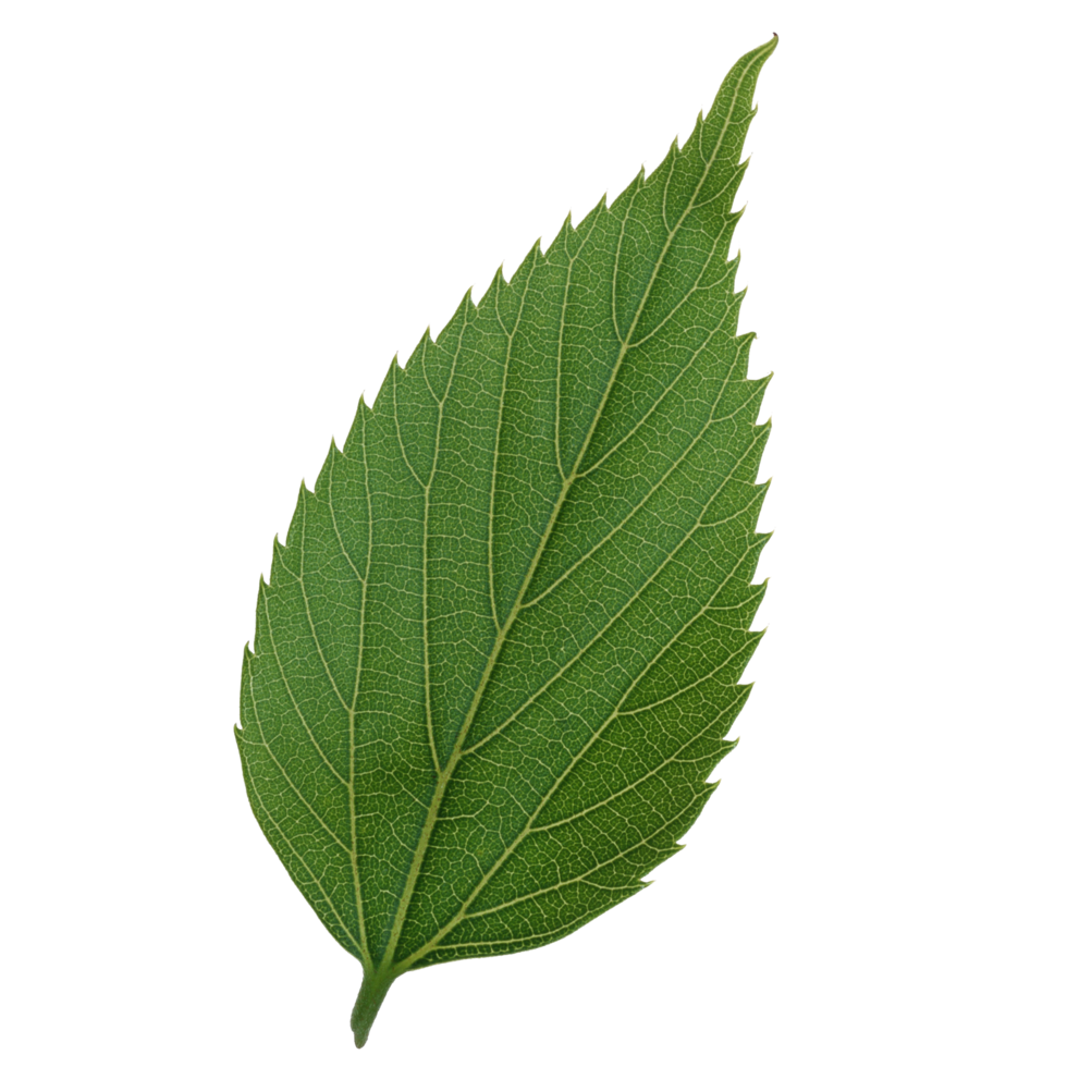 Green leaf isolated on transparent background for design element. png