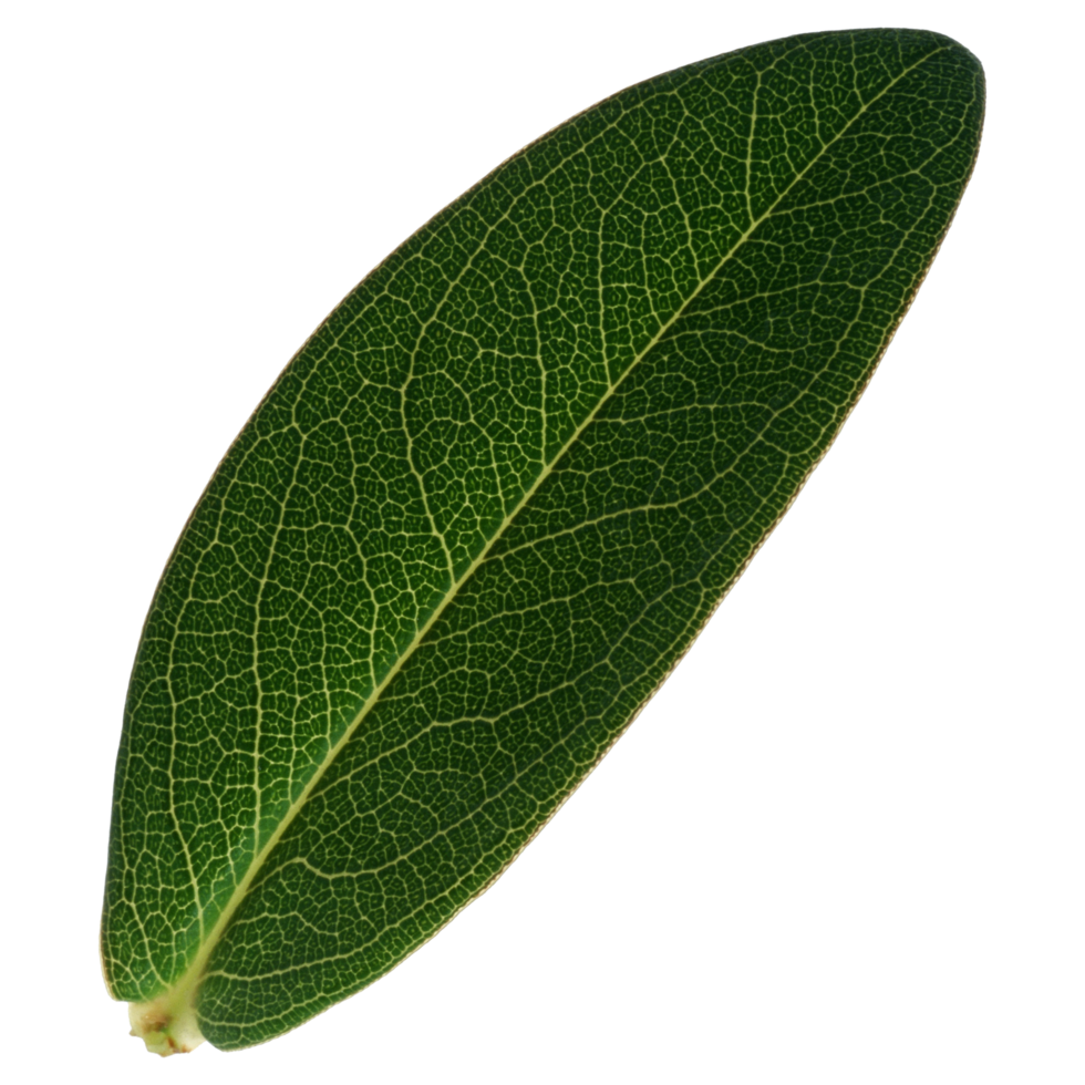 feuille verte isolée sur fond transparent pour l'élément de conception. png