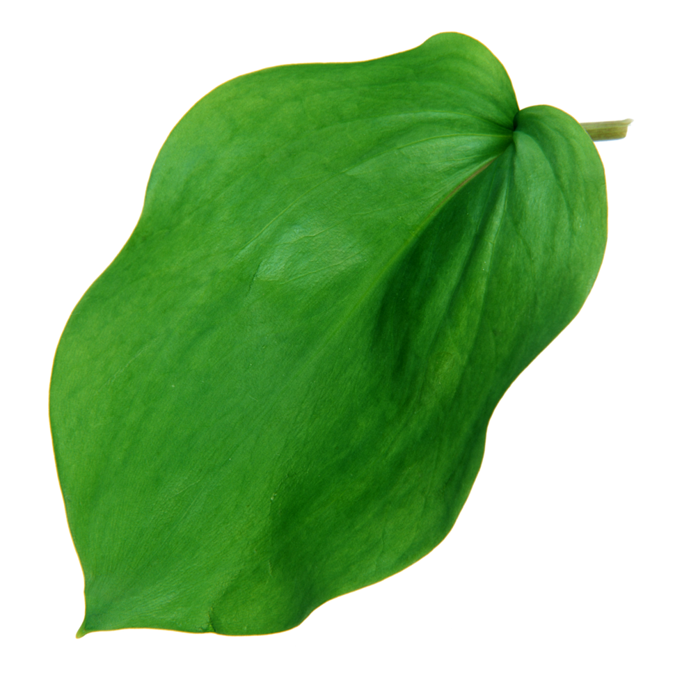 Green leaf isolated on transparent background for design element. png