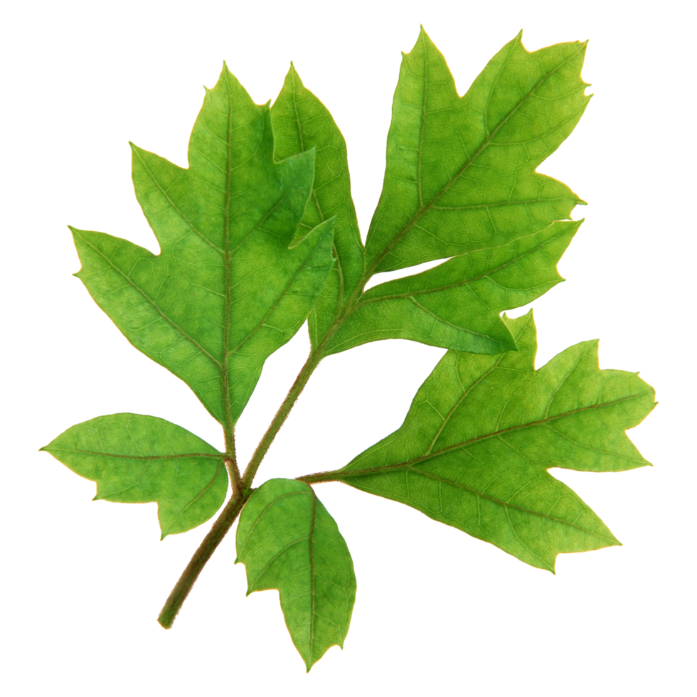 Green leaf isolated on transparent background for design element. png