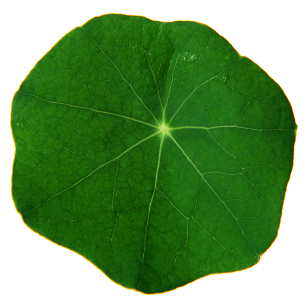Green leaf isolated on transparent background for design element. png