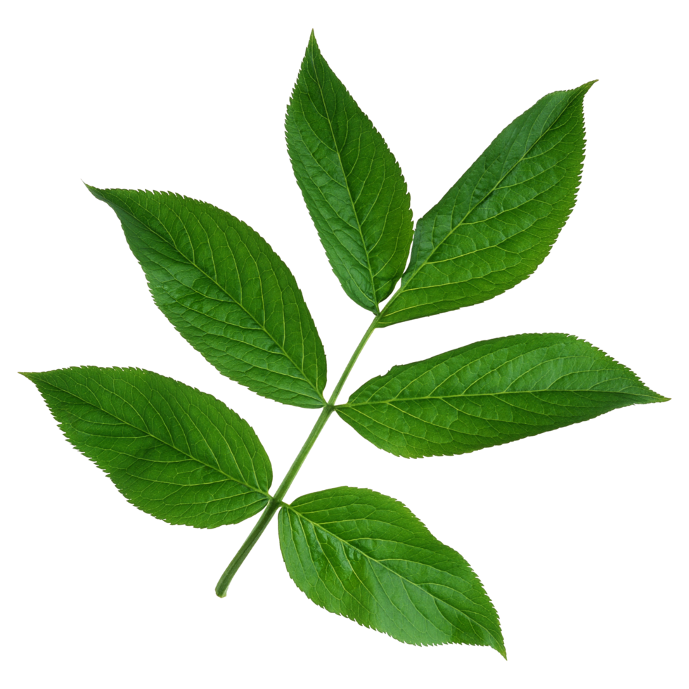 Green leaf isolated on transparent background for design element. png