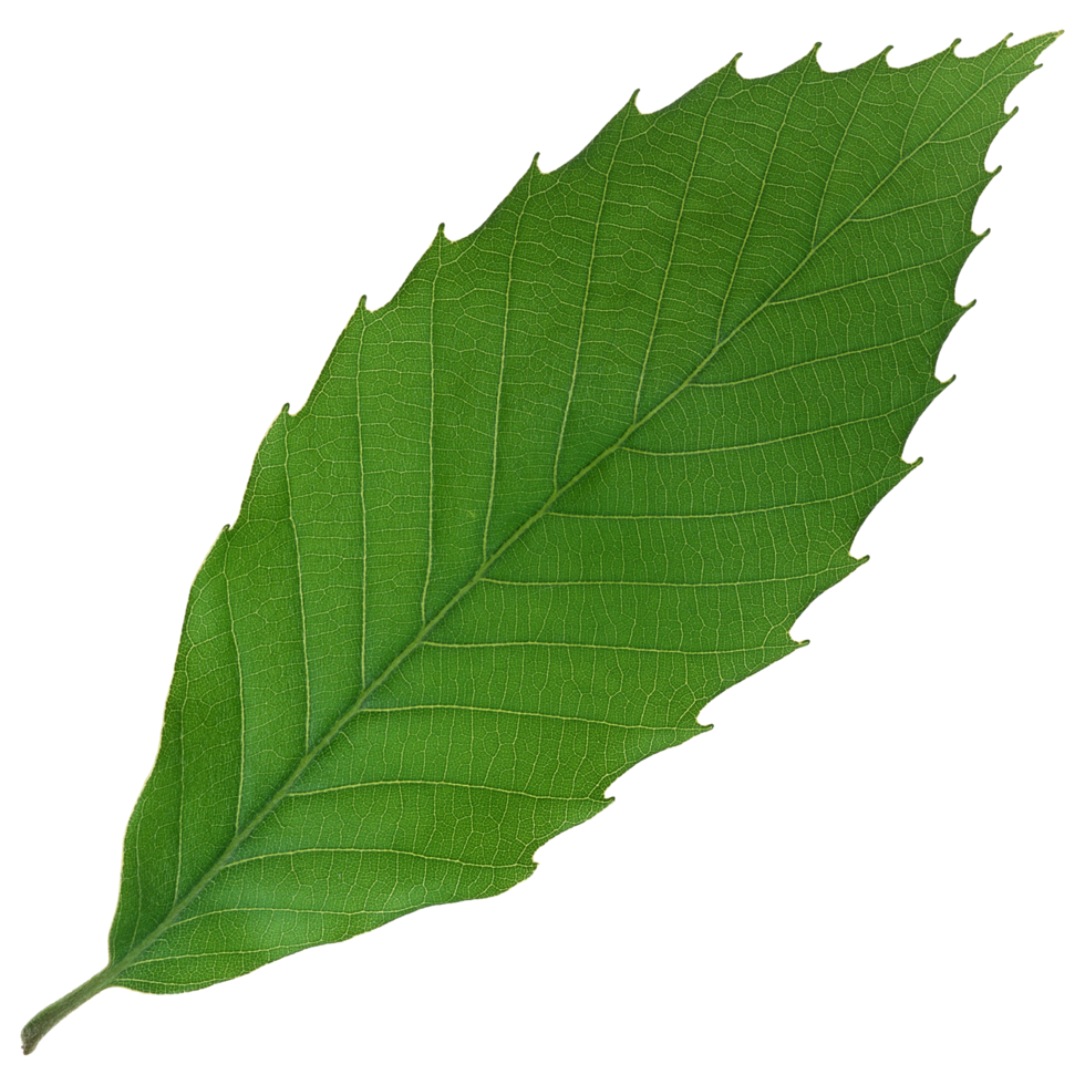 Green leaf isolated on transparent background for design element. png