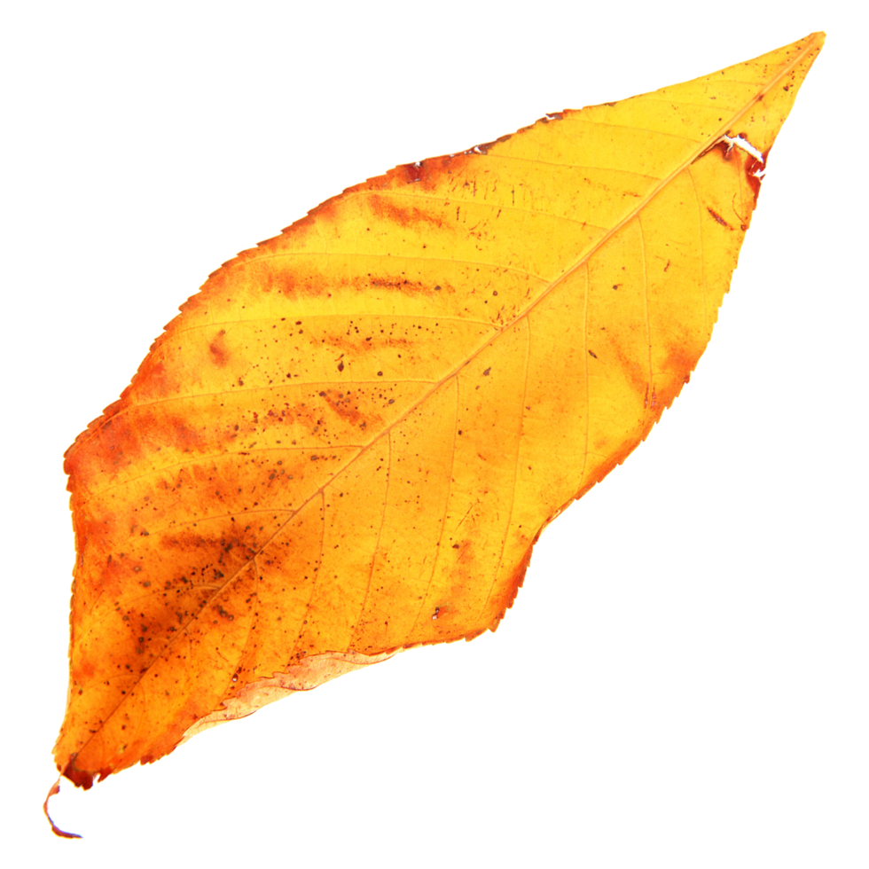 Natural leaf, Isolated on transparent background for design elements. png