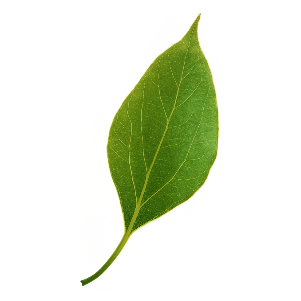 Green leaf isolated on transparent background for design element. png