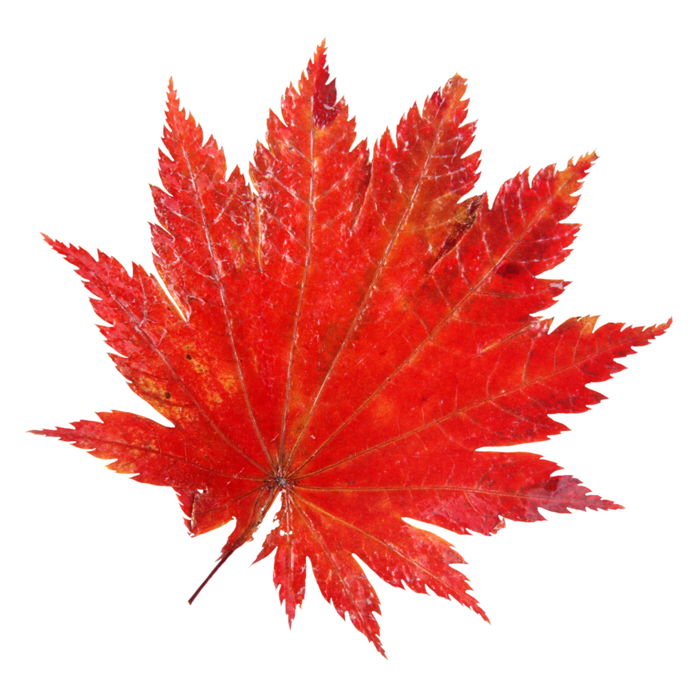 Natural leaf, Isolated on transparent background for design elements. png