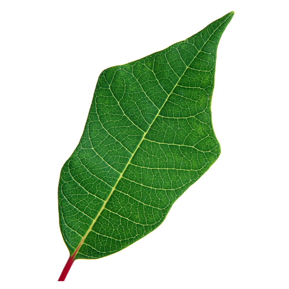 Green leaf isolated on transparent background for design element. png