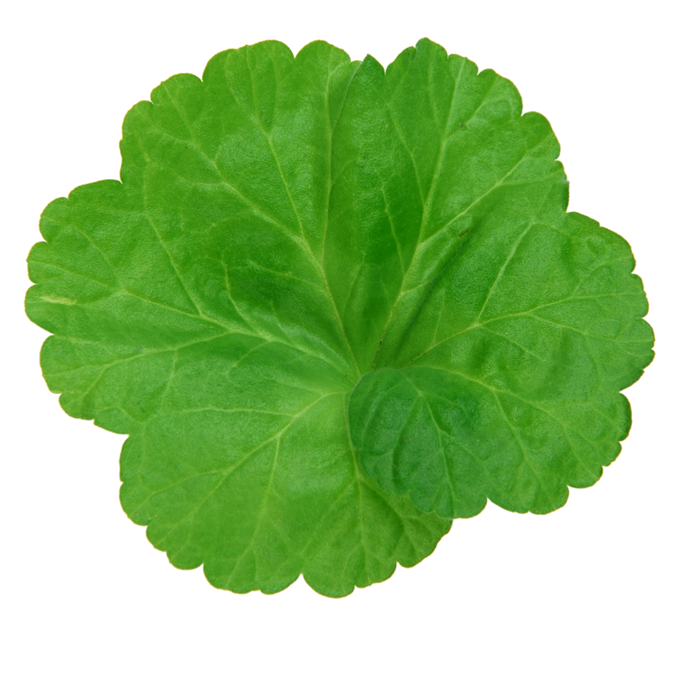 Green leaf isolated on transparent background for design element. png