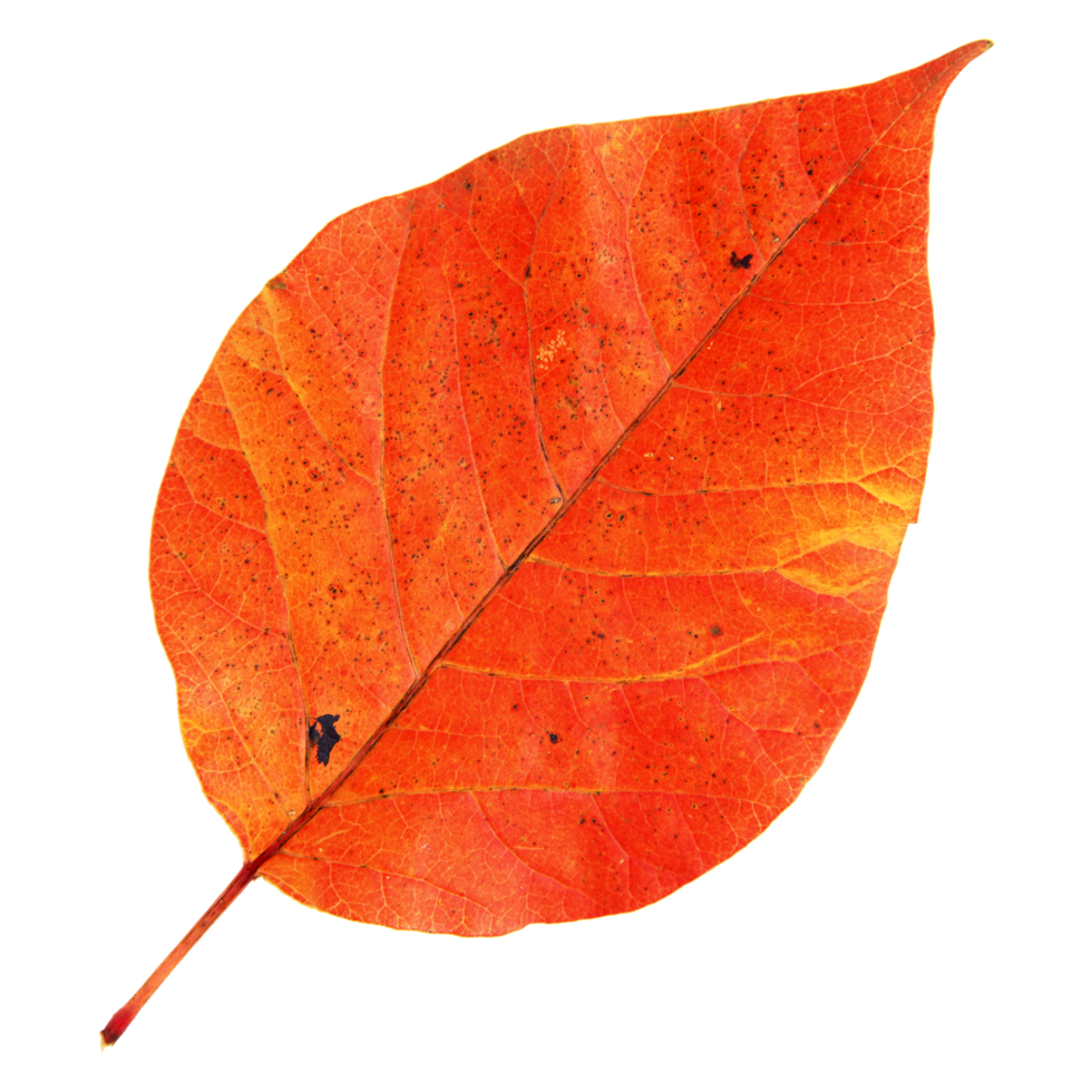 Natural leaf, Isolated on transparent background for design elements. png