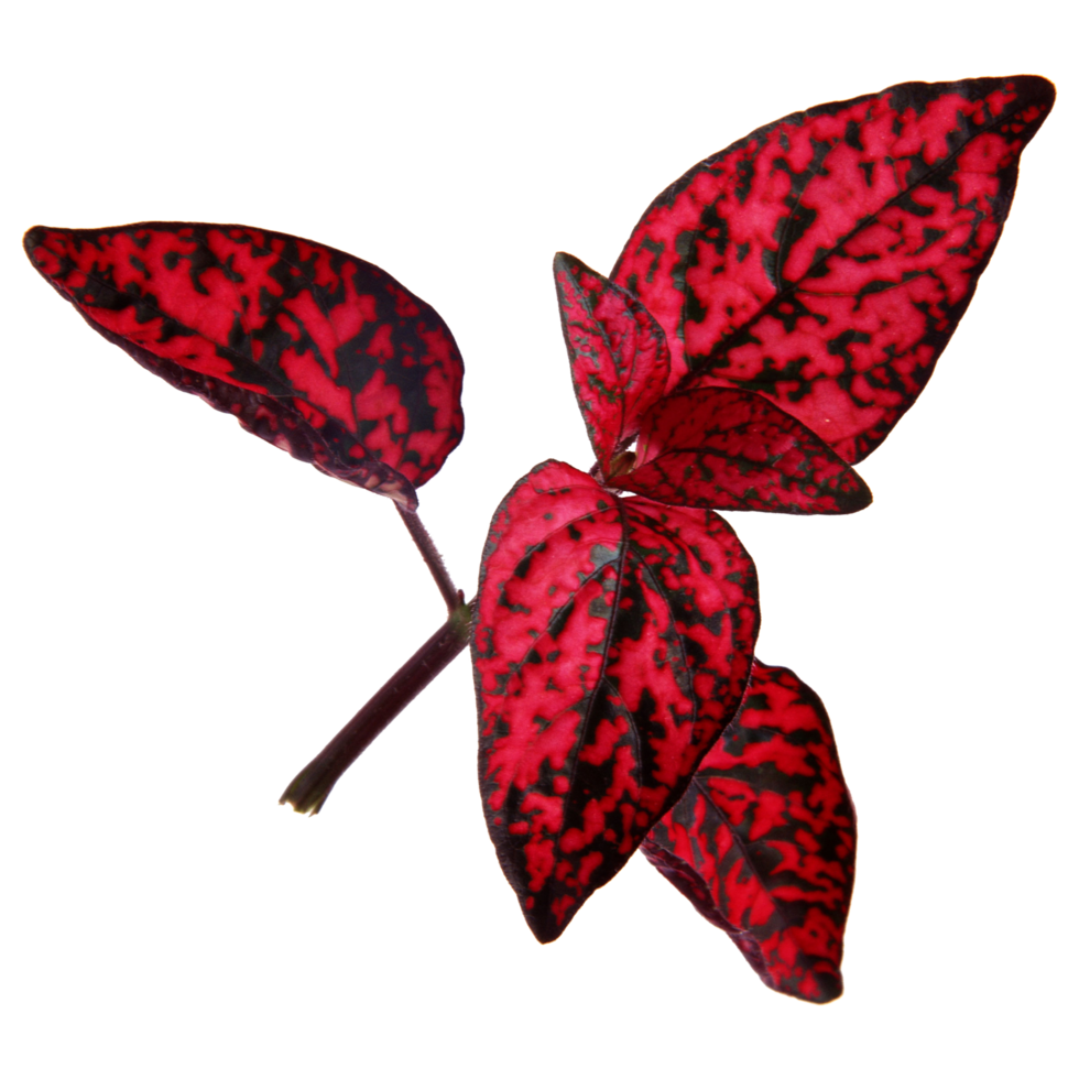Natural leaf, Isolated on transparent background for design elements. png