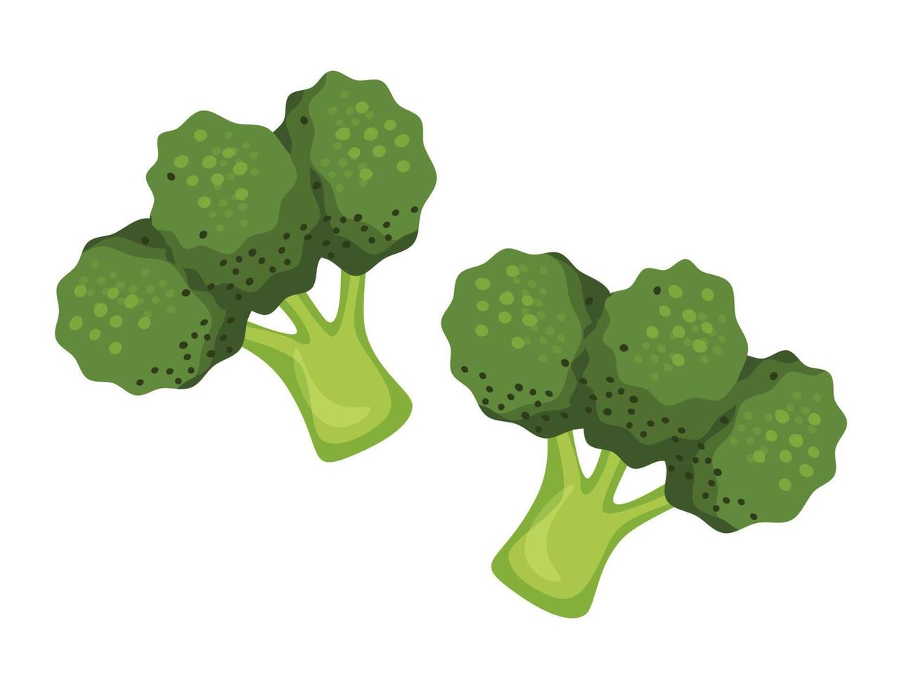 brócoli fresco. vegetales verdes. Ilustración de vector colorido aislado sobre fondo blanco.