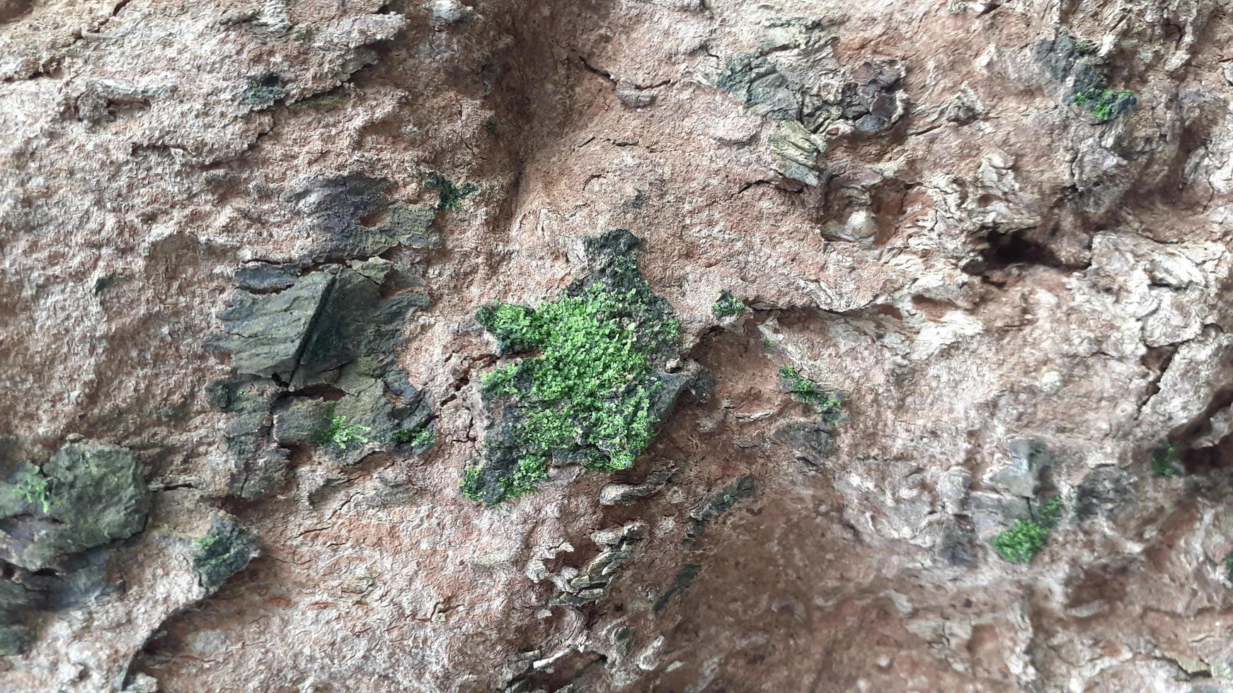 moss on the longan tree photo