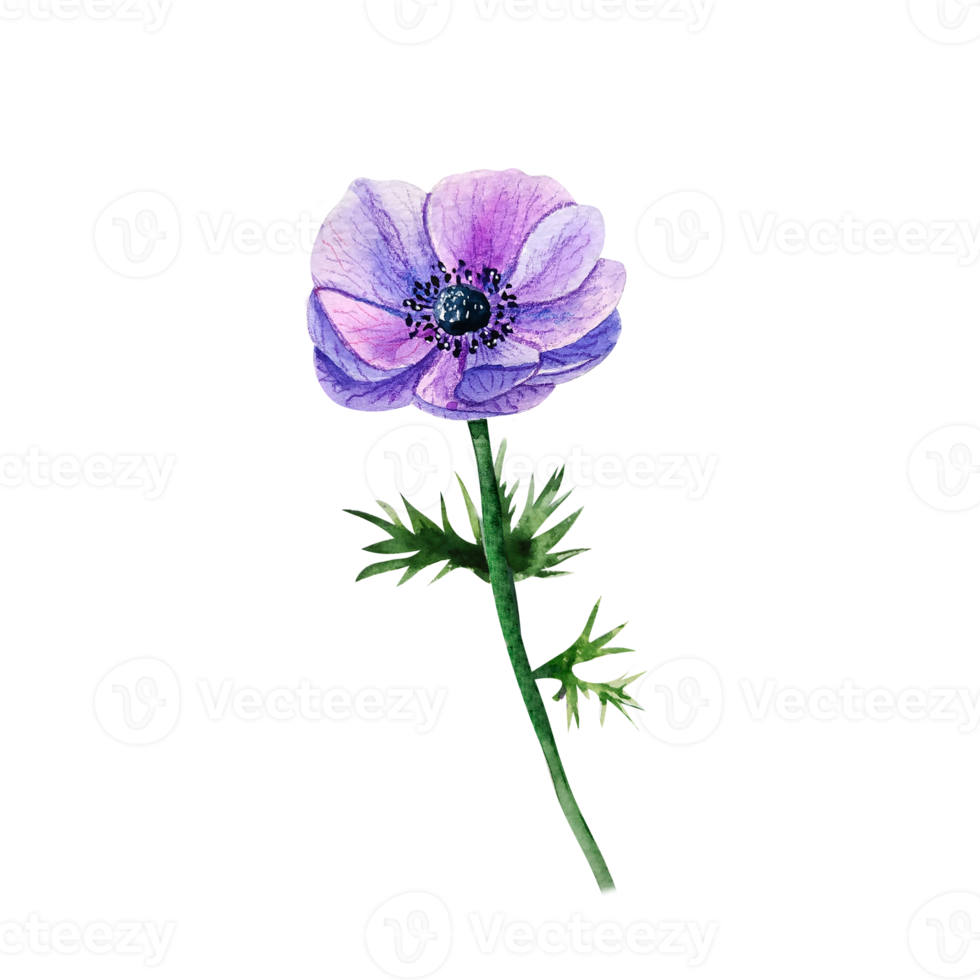 Watercolor blue anemone. Purple flower png