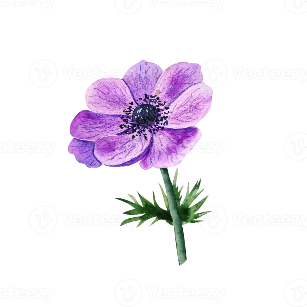 Watercolor blue anemone. Purple flower png