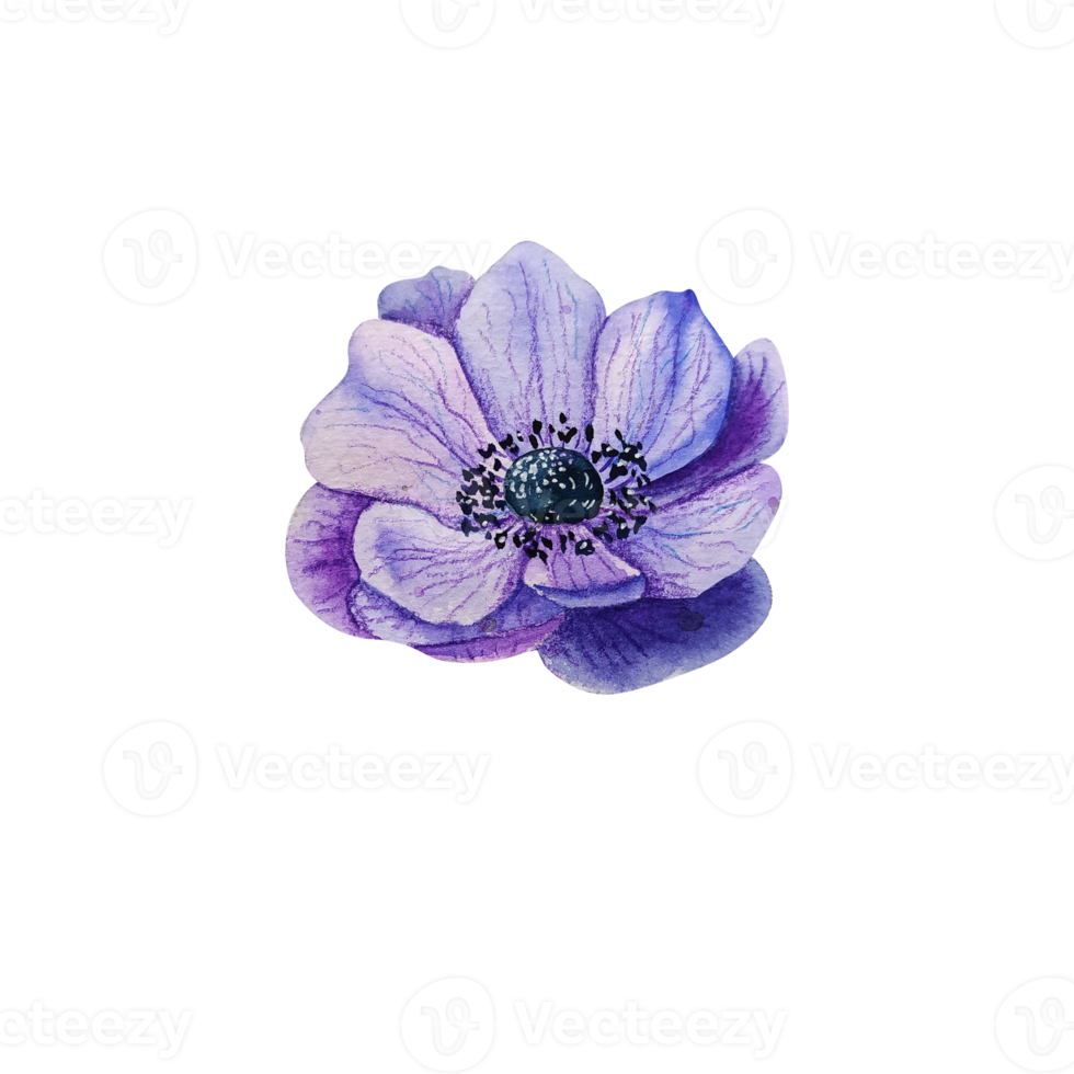 Watercolor blue anemone. Purple flower png