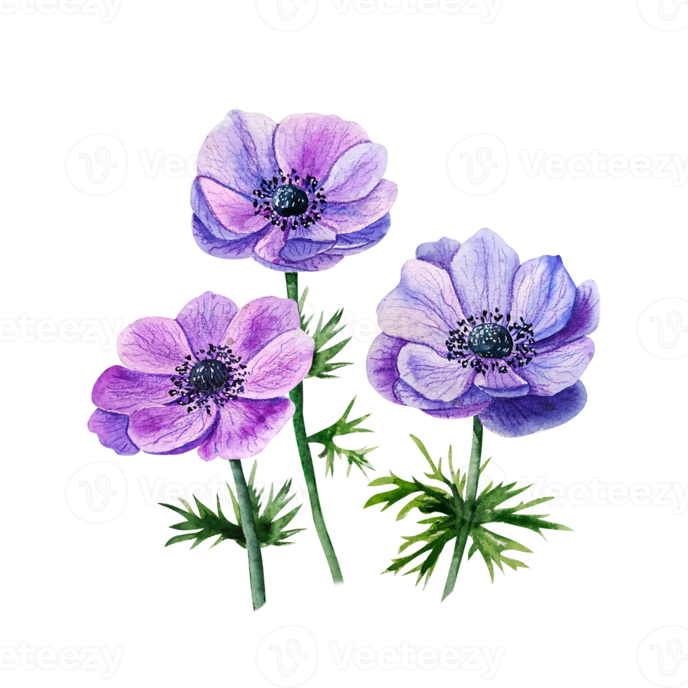 Watercolor blue anemone. Purple flower png