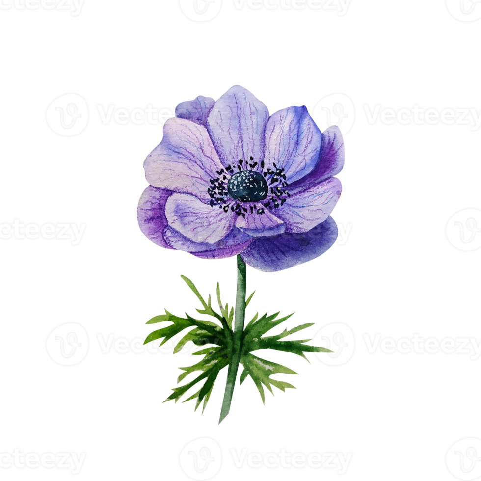 Watercolor blue anemone. Purple flower png