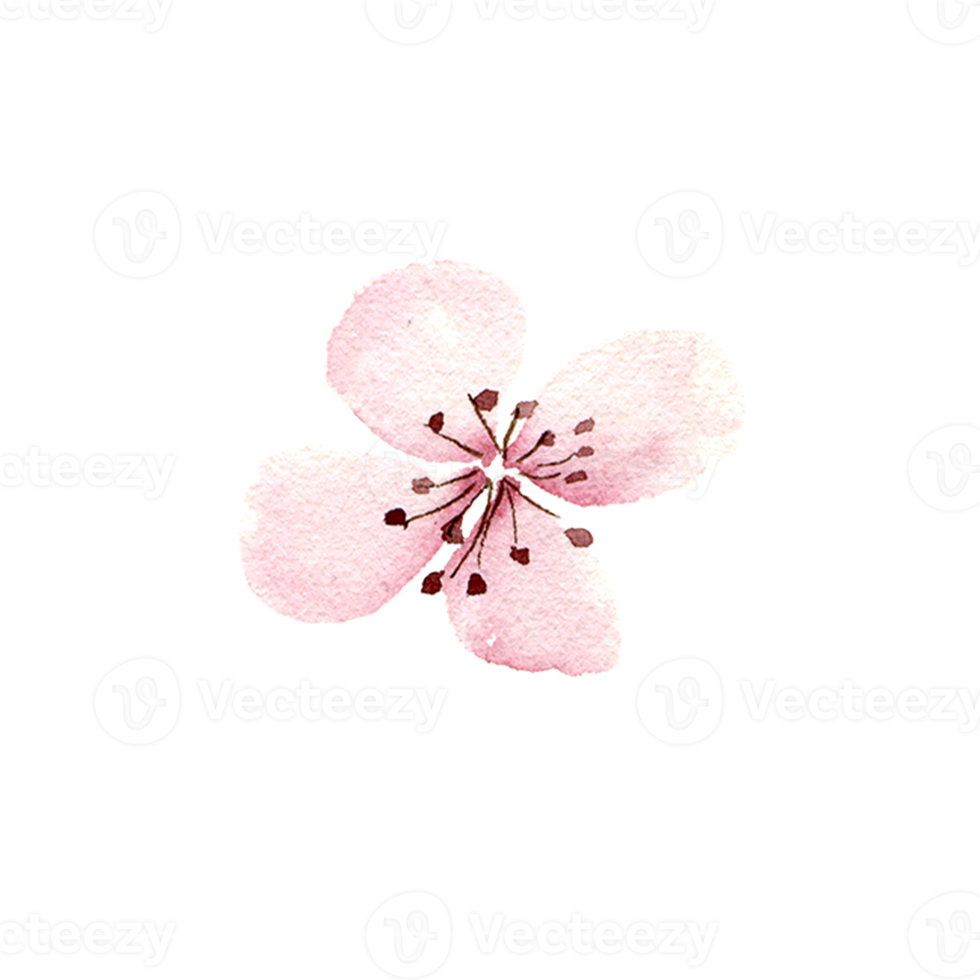 waterverf sakura bloemen. voorjaar kers bloesem png