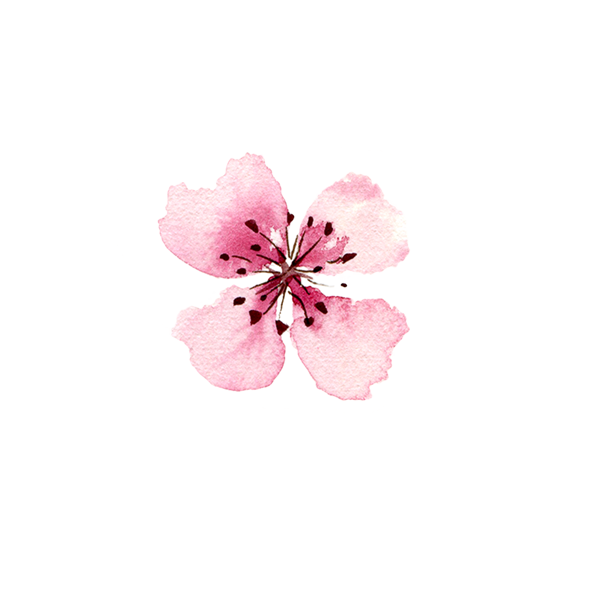 Watercolor sakura flowers. Spring cherry blossom 18747208 PNG