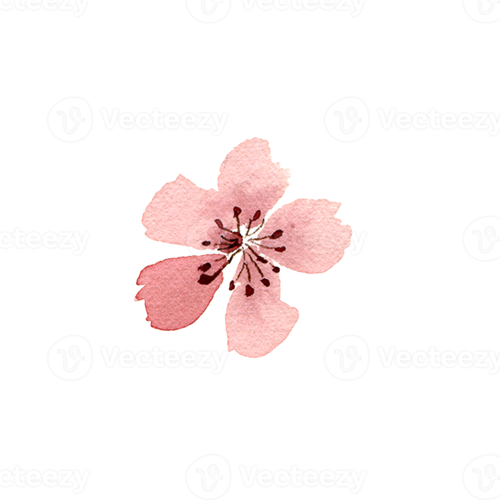 waterverf sakura bloemen. voorjaar kers bloesem png