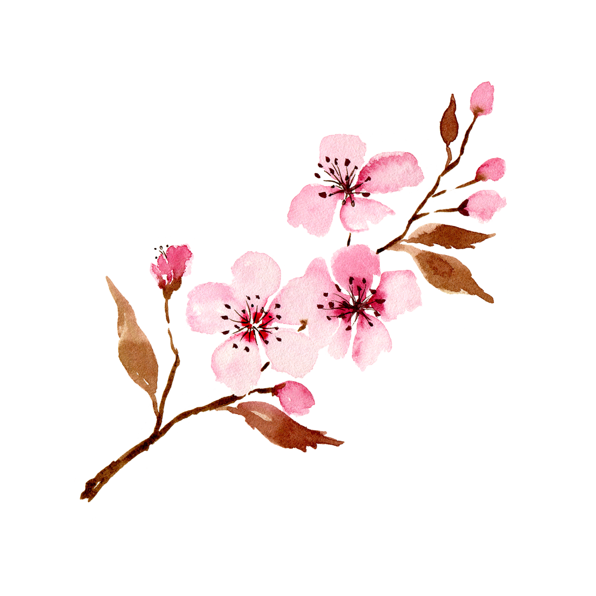 Watercolor sakura flowers. Spring cherry blossom 18747220 PNG