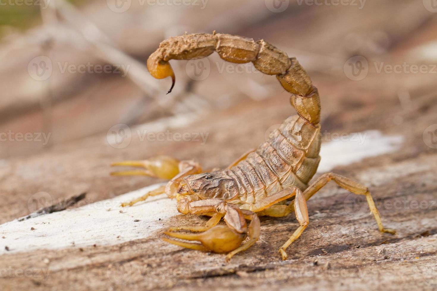 primer plano de escorpión butthus foto