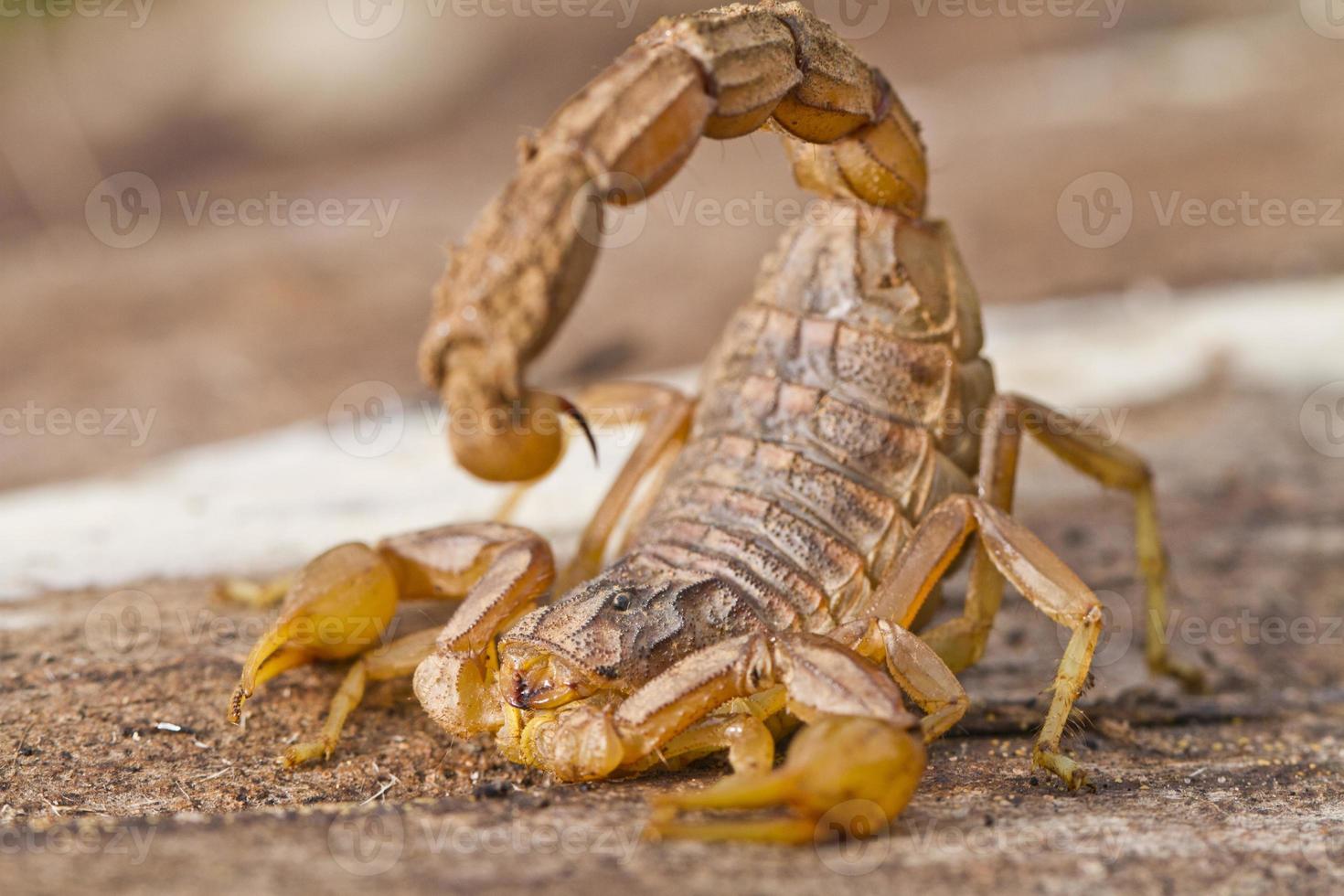 primer plano de escorpión butthus foto
