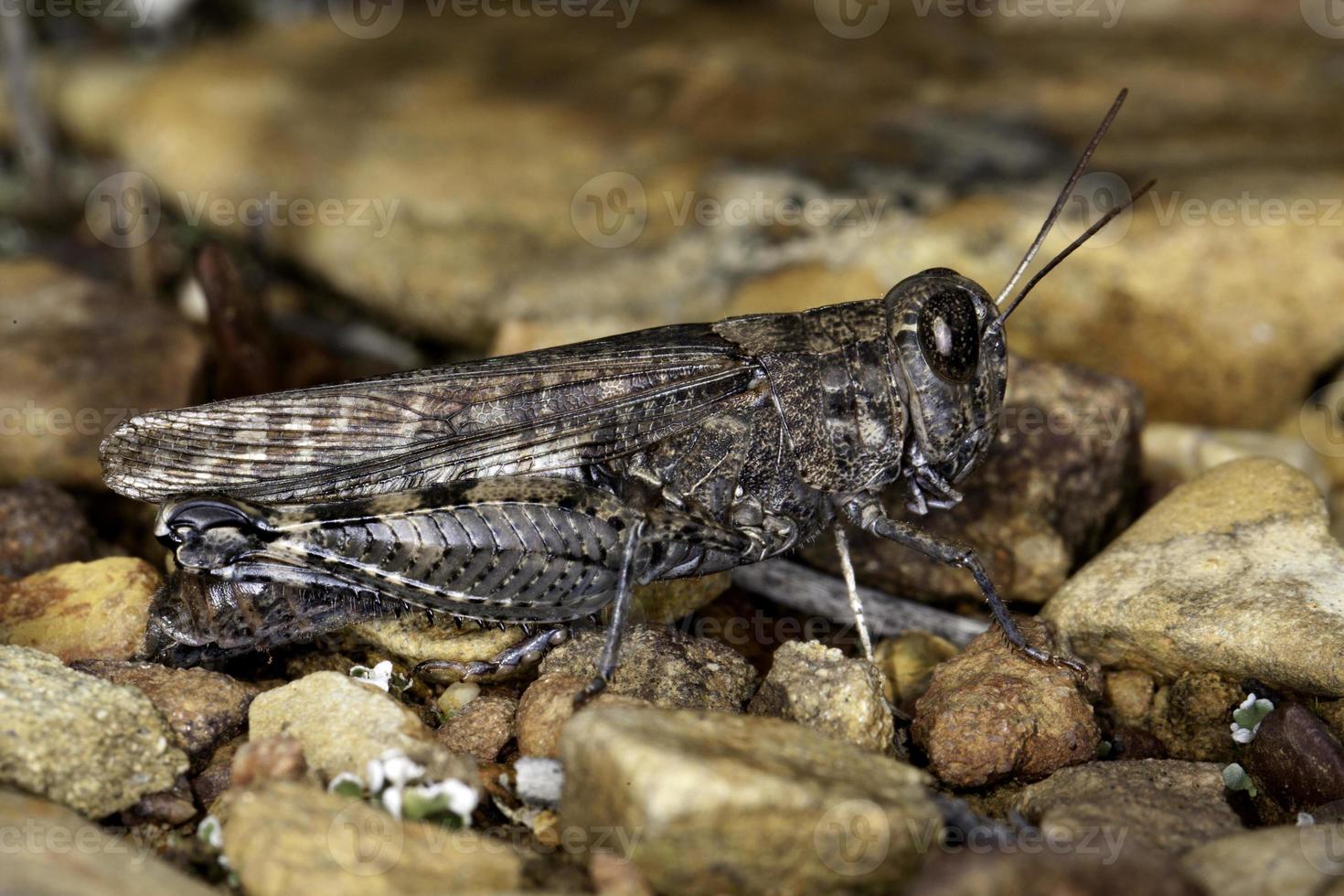 primer plano de saltamontes gris foto