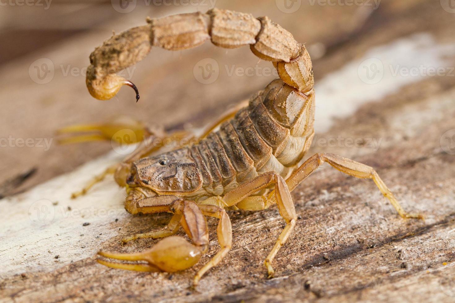 primer plano de escorpión butthus foto